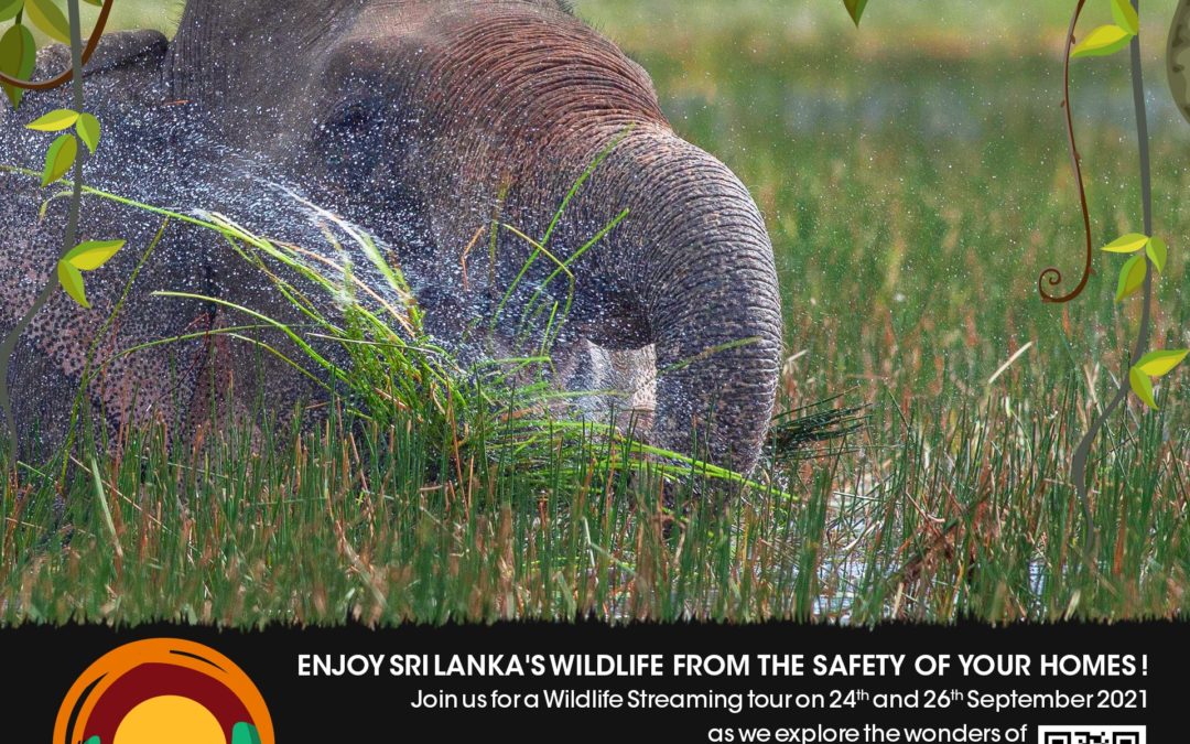 Wilpattu National Park Wildlife Safari