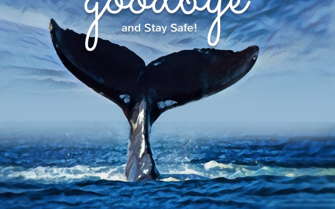 The 120 whales have been successfully rescued and sent back to sea!