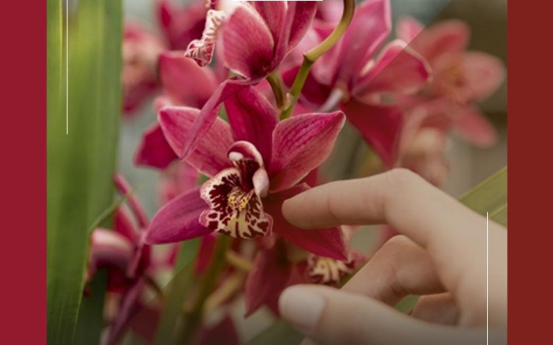Glory of Sri Lanka’s Floriculture