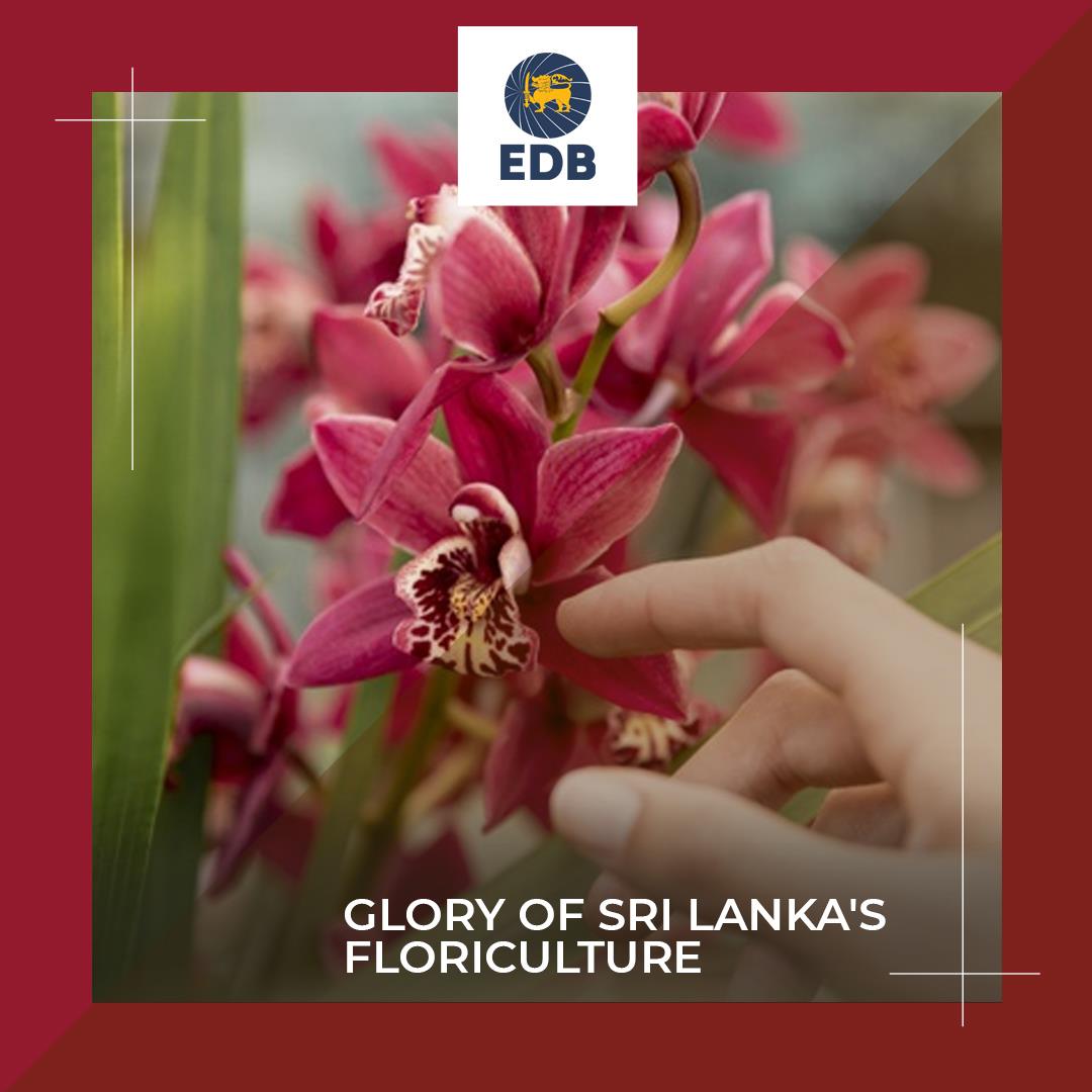 Glory of Sri Lanka's Floriculture