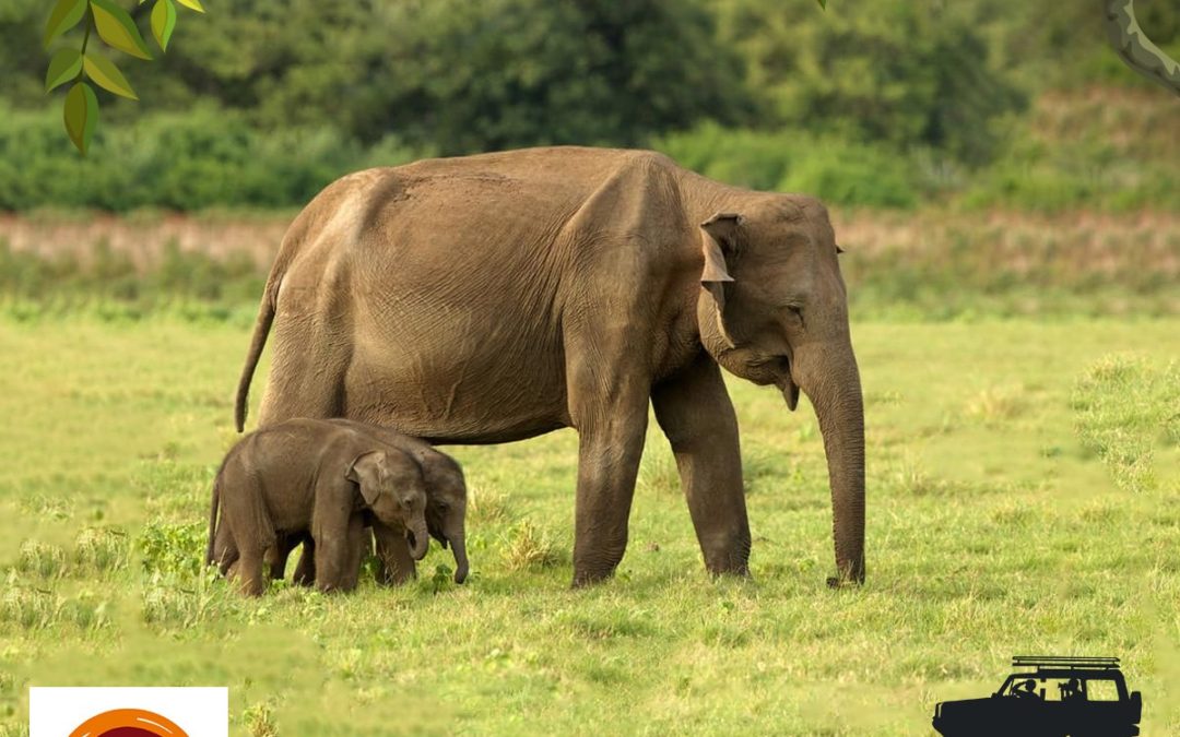 Gear up for an exciting sighting of elephants live in action at our magnificent Minneriya National Park!