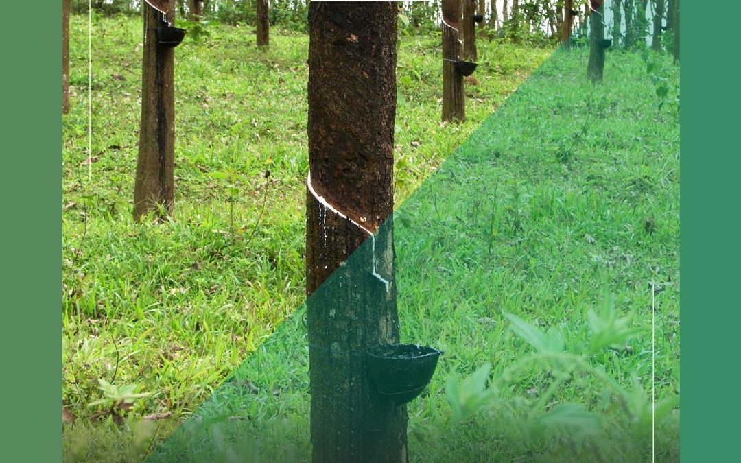 Natural Rubber from Sri Lanka