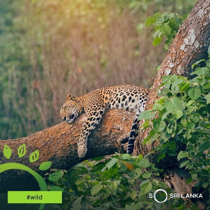 Adapting to new normal, Sri Lanka Tourism goes virtual to promote ‘Wildlife’