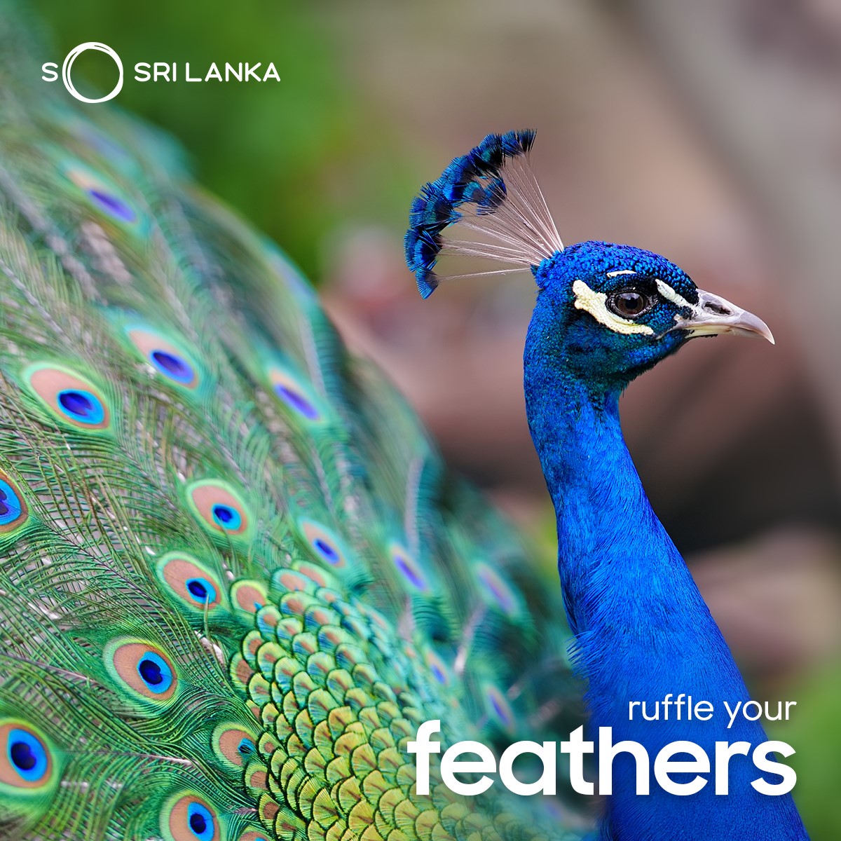A splash of bright blue amidst the green is sure to ruffle your feathers.