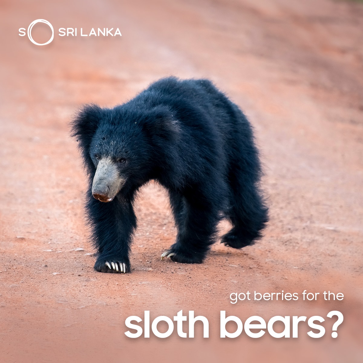 Did you know that there are bears in Sri Lanka? Found in the dry zone forests such as Yala