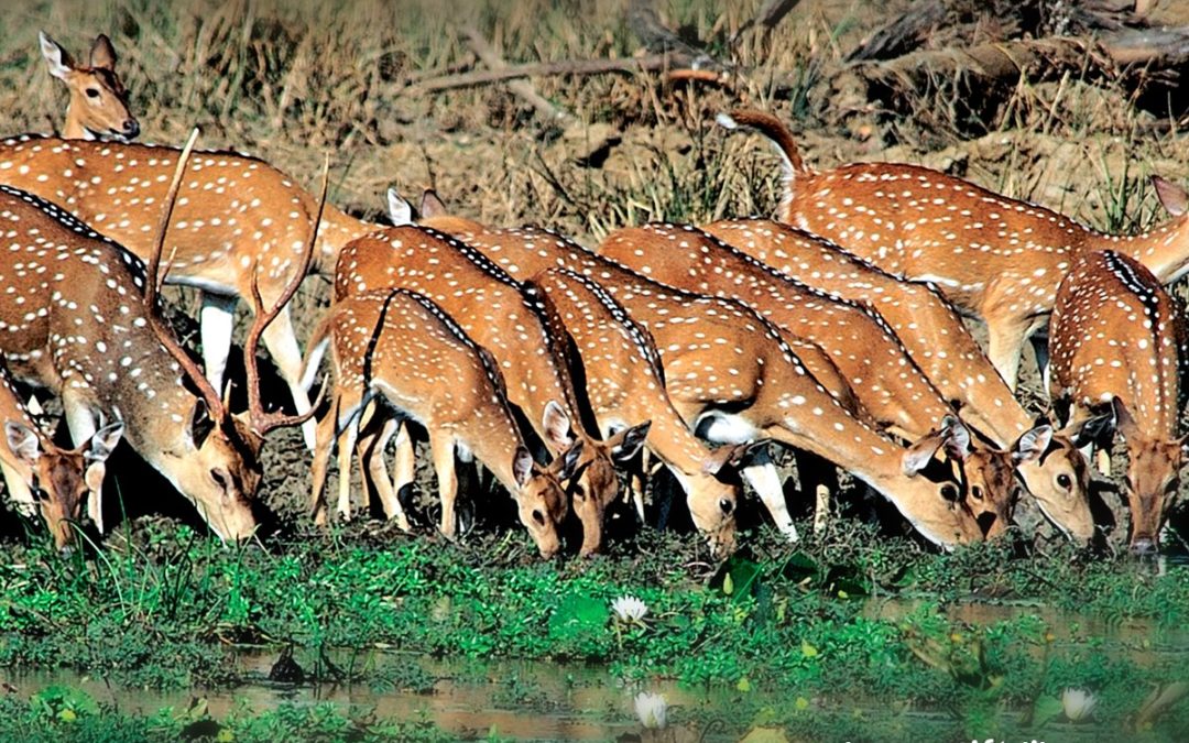 Sri Lanka is home to 4 species of “ungulates” – which means, creatures with hooves.